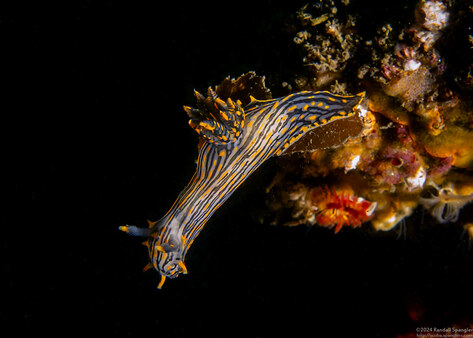 Polycera atra (Black Dorid)