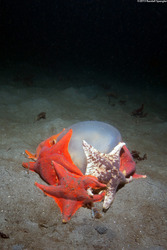 Patiria miniata (Bat Star); Eating a brown jellyfish