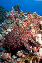 Acanthaster planci (Crown-of-Thorns Star); Changed to the color in the inset in just a few seconds.