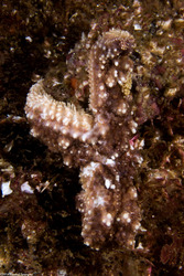 Pisaster ochraceus (Ochre Star); Showing advanced stages of sea star wasting disease