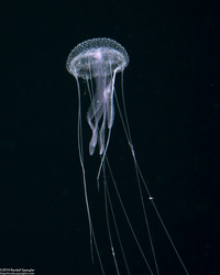 Pelagia noctiluca (Luminescent Jellyfish)