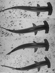 Sphyma lewini (Scalloped Hammerhead Shark); Sequence of images of a shark swimming