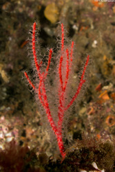 Leptogorgia chilensis (Red Gorgonian)