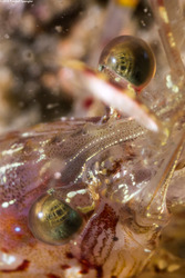 Pandalus danae (Dock Shrimp); Neat eyes
