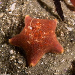 Patiria miniata (Bat Star); A tiny one
