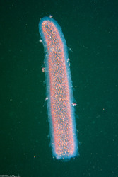 Pyrosoma atlanticum (Pyrosome)