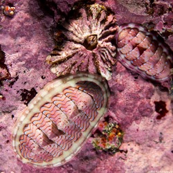 Tonicella lineata (Blue Lined Chiton); Flame-lined is bigger