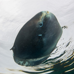 Mola mola (Ocean Sunfish); Sea lions like to chew off the fins and leave the rest of the fish