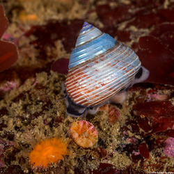 Calliostoma ligatum (Blue Top Snail); Shell polished so far it's actually blue