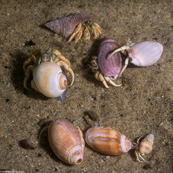 Isocheles pilosus (Moonsnail Hermit Crab); Swapping shells