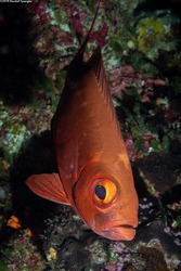 Priacanthus hamrur (Crescent-Tail Bigeye)