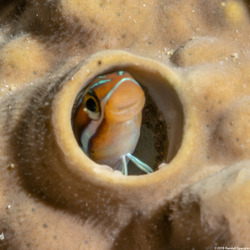 Plagiotremus rhinorhynchos (Bluestriped Fangblenny); Note the eggs lining the blenny's den