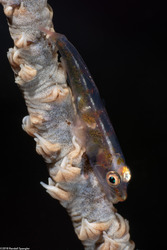 Bryaninops yongei (Wire Coral Goby)