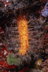 Parasphaerasclera sp.1 (Fuzzy Carrot)