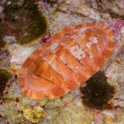 Lepidozona mertensii (Merten's Chiton)