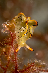 Elysia ornata (Ornate Sapsucking Slug)