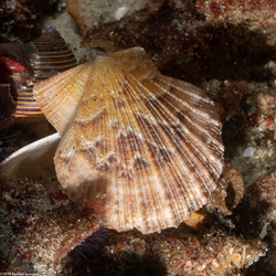 Leptopecten latiauratus (Kelp Scallop)