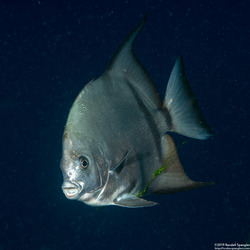 Chaetodipterus faber (Atlantic Spadefish)