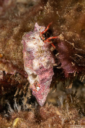 Calcinus laurentae (Laurent's Hermit Crab); Two crabs sharing a shell