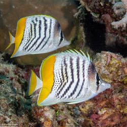 Chaetodon mertensii (Atoll Butterflyfish)