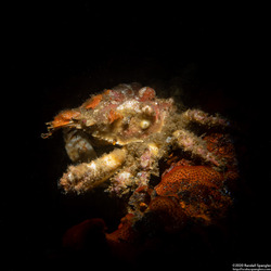 Scyra acutifrons (Sharpnose Crab)