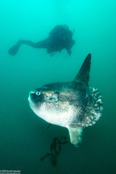 Mola mola (Ocean Sunfish)