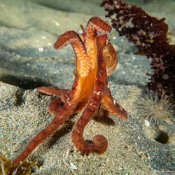 Octopus rubescens (Red Octopus)