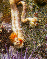 Serpula columbiana (Serpulid Worm)