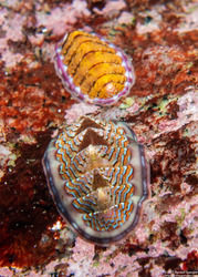 Tonicella lokii (Flame Lined Chiton); Flame-lined chiton in front