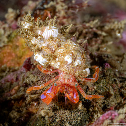 Pagurus hartae (Brilliant Hermit Crab)