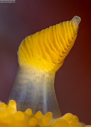 Peltodoris nobilis (Sea Lemon); Close-up of rhinophore