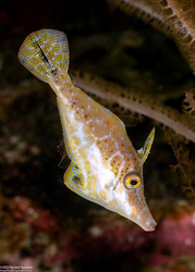 Monacanthus tuckeri (Slender Filefish)