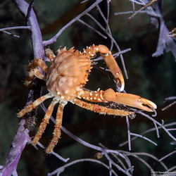 Mithrax hispidus (Coral Clinging Crab)