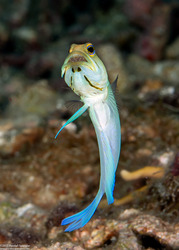Opistognathus aurifrons (Yellowhead Jawfish); With eggs in its mouth