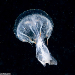 Chrysaora fuscescens (Brown Jellyfish); Small juvenile, an inch long