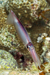 Ommastrephes bartramii (Neon Flying Squid)