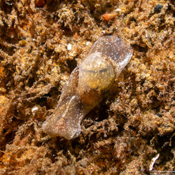 Haminoea vesicula (White Bubble Snail)