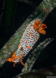 Triopha maculata (Spotted Triopha)