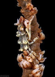 Xenocarcinus tuberculatus (Wire Coral Crab)