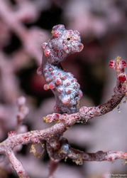 Hippocampus bargibanti (Pygmy Seahorse)