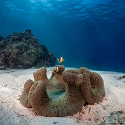 Stichodactyla haddoni (Haddon's Sea Anemone)