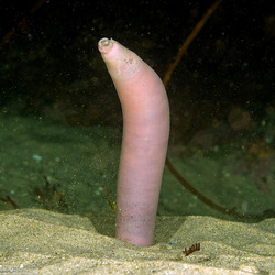 Urechis caupo (Fat Innkeeper Worm)