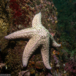 Pisaster giganteus (Giant Spined Star)