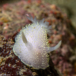 Acanthodoris hudsoni (Hudson's Horned Dorid)