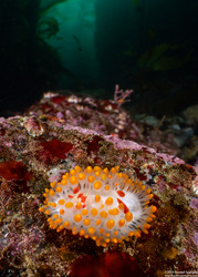 Limacia cockerelli (Cockerell's Dorid)