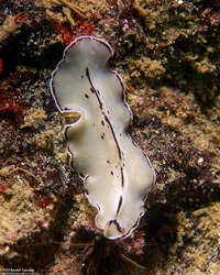 Pseudoceros montereyensis (Monterey Flatworm)