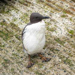 Uria aalge (Common Murre)