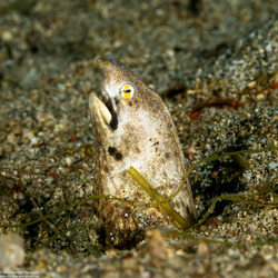 Callechelys marmorata (Marbled Snake Eel)