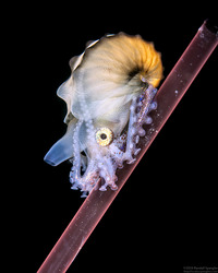 Argonauta hians (Paper Nautilus)