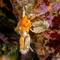 Scyra acutifrons (Sharpnose Crab)